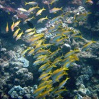 Marsa Alam 200207.jpg