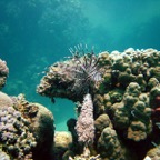 Marsa Alam 200208.jpg