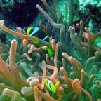 Marsa Alam 200209.jpg