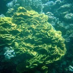 Marsa Alam 200210.jpg