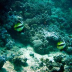 Marsa Alam 200214.jpg