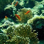 Marsa Alam 200215.jpg