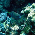 Marsa Alam 200217.jpg