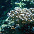 Marsa Alam 200218.jpg