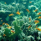 Marsa Alam 200225.jpg