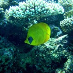 Marsa Alam 200226.jpg
