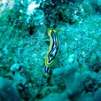 Marsa Alam 200229.jpg