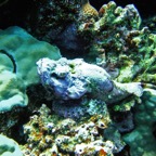 Marsa Alam 200230.jpg