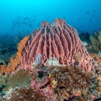 ProcoIsland_00109.jpeg