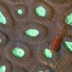 PhilippinenAnda - 20.jpg