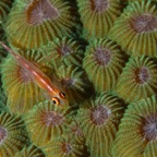 PhilippinenAnda - 21.jpg