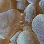 PhilippinenAnda - 27.jpg