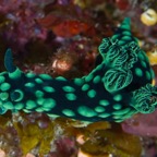 PhilippinenAnda - 29.jpg