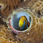 PhilippinenAnda - 31.jpg