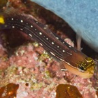 PhilippinenAnda - 32.jpg