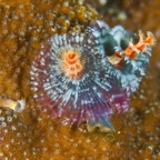 PhilippinenAnda - 34.jpg