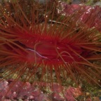PhilippinenAnda - 38.jpg