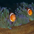 PhilippinenAnda - 39.jpg