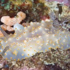PhilippinenAnda - 57.jpg