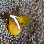 PhilippinenAnda - 58.jpg