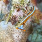 PhilippinenAnda - 59.jpg