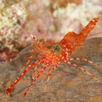 PhilippinenAnda - 60.jpg