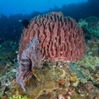 PhilippinenAnda - 62.jpg