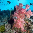 PhilippinenAnda - 63.jpg