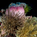 PhilippinenAnda - 64.jpg
