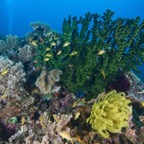 PhilippinenAnda - 65.jpg