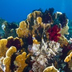 PhilippinenAnda - 66.jpg