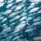 PhilippinenAnda - 67.jpg