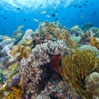 PhilippinenAnda - 70.jpg