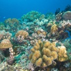 PhilippinenAnda - 73.jpg