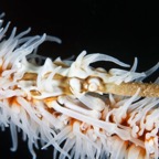 PhilippinenAnda - 80.jpg