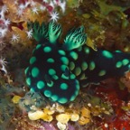 PhilippinenAnda - 81.jpg
