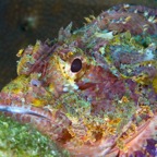 PhilippinenAnda - 82.jpg