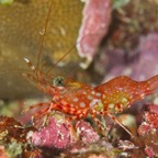 PhilippinenAnda - 85.jpg