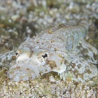 PhilippinenAnda - 87.jpg