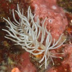 PhilippinenAnda - 114.jpg
