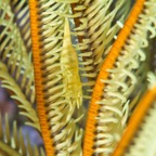 PhilippinenAnda - 115.jpg