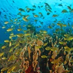PhilippinenAnda - 116.jpg