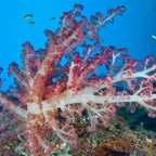 PhilippinenAnda - 117.jpg