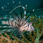 PhilippinenAnda - 124.jpg