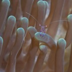 PhilippinenAnda - 125.jpg