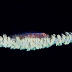 PhilippinenAnda - 126.jpg