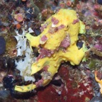 PhilippinenAnda - 129.jpg