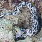 PhilippinenAnda - 131.jpg