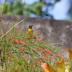 PhilippinenAnda - 137.jpg