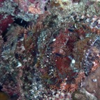 PhilippinenAnda - 138.jpg